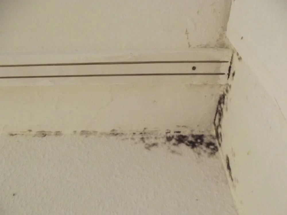 Technician in protective gear removing a mold-damaged wall in a Croydon home
